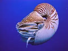 El nautilus es un fósil viviente que ha cambiado muy poco su aspecto desde que surgiera hace unos 500 millones de años como uno de los primeros cefalópodos.