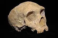 Gibraltar 1 es uno de los pocos fósiles humanos, H. neanderthalensis, encontrados antes de que Darwin expusiese la teoría de la evolución. se le atribuyen unos 50 mil años y se encontró en una cueva de Gibraltar utilizada como cantera, de ahí el nombre.