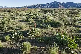 Dos Cabezas Mountains