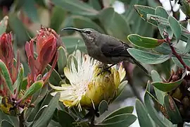 Suimanga malaquita hembra sobre una flor de Protea caffra.