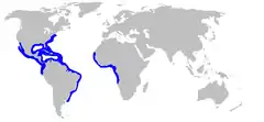 Range of the lemon shark