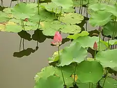 Nelumbo nucifera.