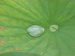 Superficie foliar hidrófoba de Nelumbo lutea