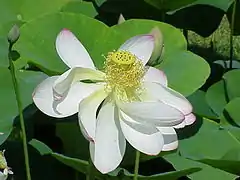 Flor.  Perianto y anteras caen al tercer día.