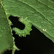 Nematus spiraeae