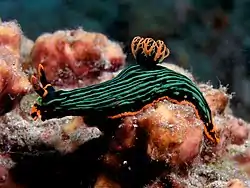 Nembrotha kubaryana