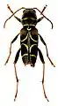 Neoclytus scutellaris