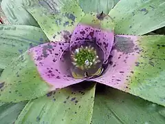 Detalle de Neoregelia concentrica.