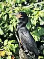 Cormorant