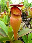 Planta carnívora endémica Nepenthes pervillei