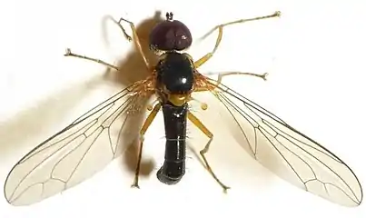 Nephrocerus scutellatus,Nephrocerinae