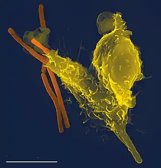 Imagen tomada con un microscopio electrónico en la que se observa un neutrófilo (amarillo) fagocitando una bacteria de carbunco (naranja).