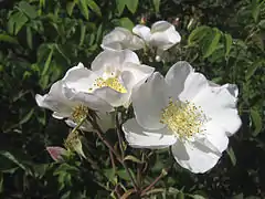 'Nevada', HT. trep. , P. Dot, 1927. Enel Victoria state Rose Garden, Werribee Park, Victoria Australia.