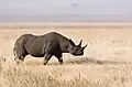 Rinoceronte negro (Diceros bicornis) en el Ngorongoro.