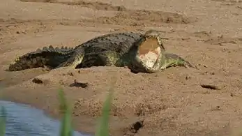 Adulto en el Parque Nacional Kruger, Sudáfrica.