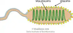 Cápside de la familia Nimaviridae que infecta animales.