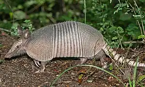 Armadillo