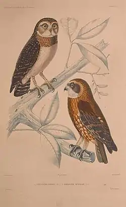 Ninox jacquinoti y Ninox boobook ocellata