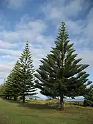 Araucaria heterophylla.