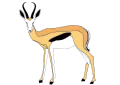 Springbok normal