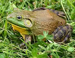 Rana toro americana (Lithobates catesbeianus)