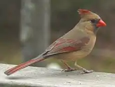 Hembra de Cardinalis cardinalis