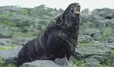 Oso marino ártico (Callorhinus ursinus)