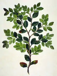 Nothofagus betuloides. Grabado de Gerard Sibelius para el Florilegium de Joseph Banks basado en una acuarela de Sydney Parkinson de 1769