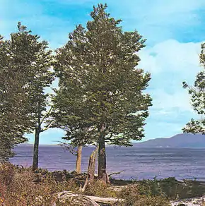 Lengas en Tierra del Fuego.