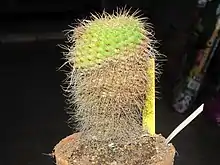 Parodia concinna