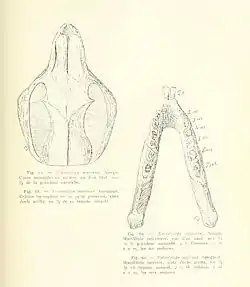 Ilustración de cráneo y mandíbula de Notostylops