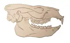 cráneo de Notostylops murinus