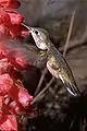 Colibrí de la especie Stellula caliope (Ornitofilia)