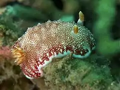 Goniobranchus tinctorius