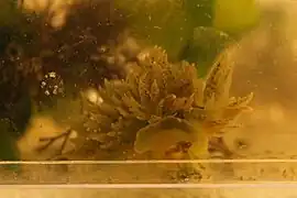 Dirona picta