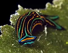 Chelinodura hirundinina