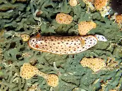 Chromodoris aspersa