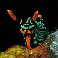 Nembrotha kubaryana de Bali