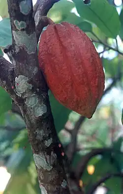 Cacao venezolano (Theobroma cacao)