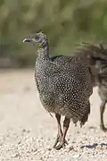 Ejemplar juvenil en el Parque nacional Etosha