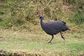 Ngorongoro (Tanzania).