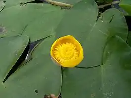 Nuphar lutea