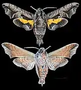 Nyceryx continua