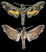 Nyceryx furtadoi