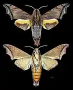 Nyceryx stuarti