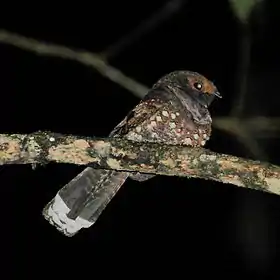 Nyctiphrynus ocellatus Ocellated Poorwill