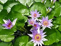 Nymphaea colorata una de las especies cultivadas en el jardín botánico.