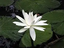 Nymphaea pubescens.