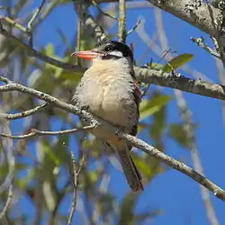 Nystalus chacuru White-eared Puffbird