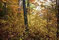 Bosque de robles y nogales en el Bosque Nacional Hoosier, Indiana